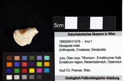 Foto (Objket + Etiketten) von Decapoda indet. 